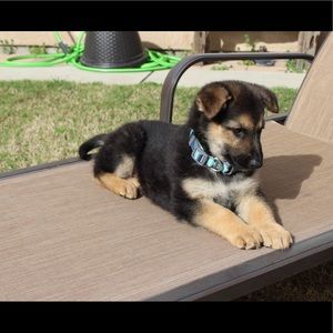 Meet your Posher, Maddie